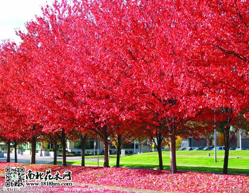 紅楓樹(shù)