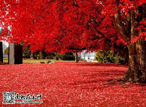 紅楓樹(shù)2