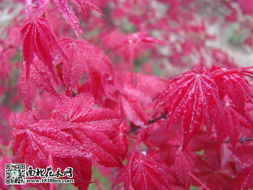 紅楓樹(shù)3