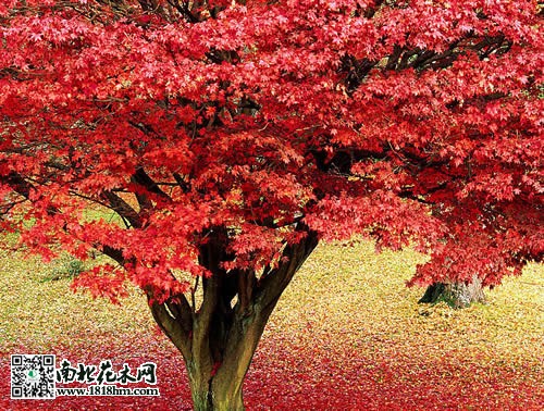 紅楓樹(shù)4