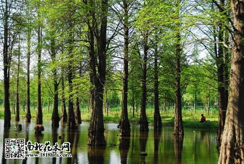 池杉圖片