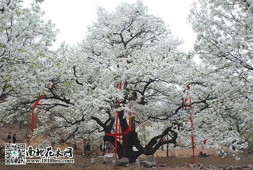 500年梨樹(shù)開(kāi)花