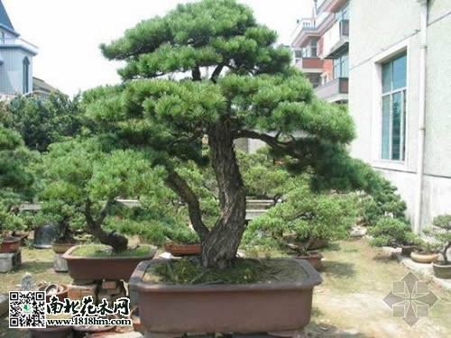 五針?biāo)蓤D片