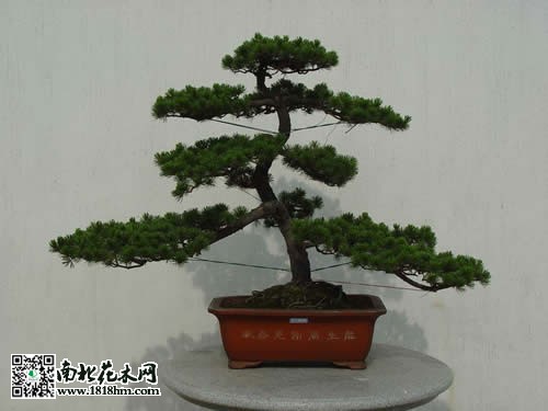 五針?biāo)蓤D片3