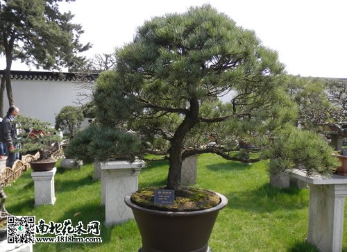 五針?biāo)蓤D片4
