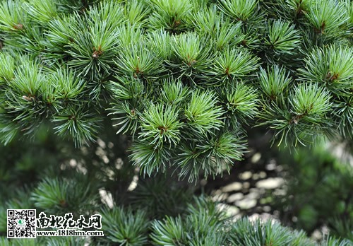 五針?biāo)蓤D片5