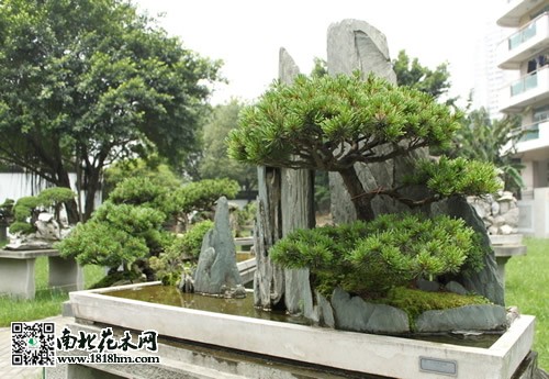 五針?biāo)蓤D片6