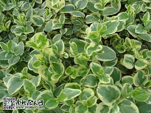 花葉蔓長(zhǎng)春圖片
