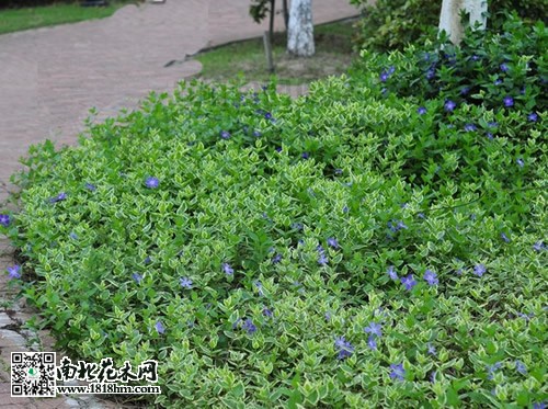 花葉蔓長(zhǎng)春圖片2
