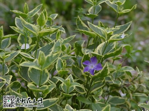 花葉蔓長(zhǎng)春圖片3