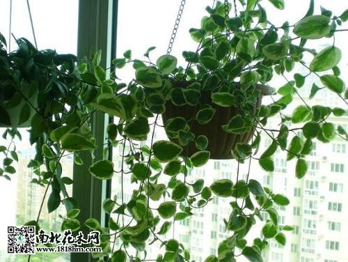 花葉蔓長(zhǎng)春圖片5