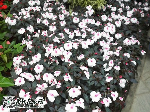 新幾內(nèi)亞鳳仙的養(yǎng)殖方法2
