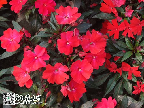 新幾內(nèi)亞鳳仙的養(yǎng)殖方法3