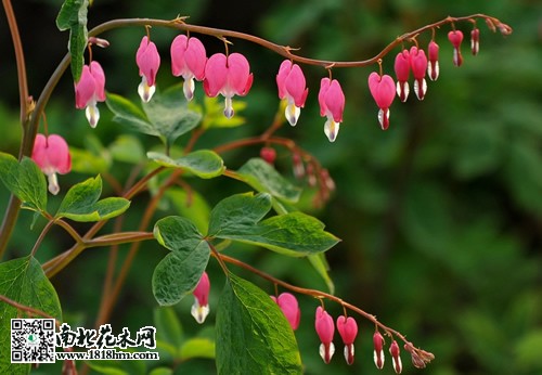 荷花牡丹的養(yǎng)殖方法