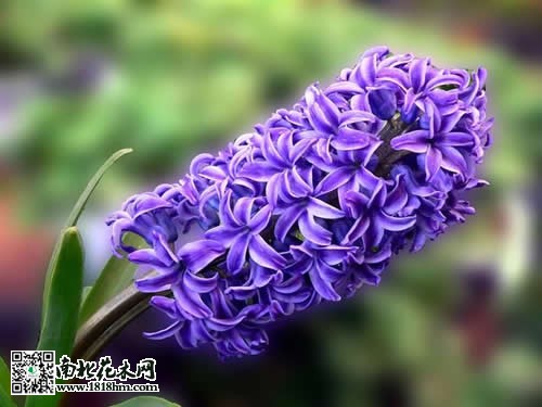 家養(yǎng)花卉推薦風(fēng)信子2