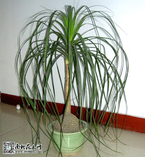 酒瓶蘭養(yǎng)護(hù)與管理