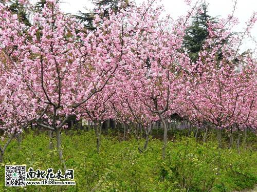 垂絲海棠