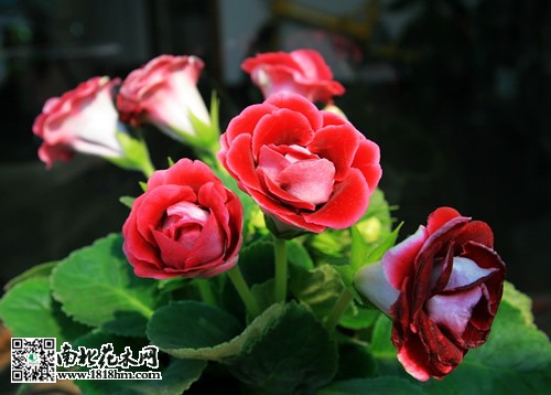 大巖桐養(yǎng)殖注意事項(xiàng)
