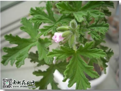 驅(qū)蚊草的作用及養(yǎng)殖方法