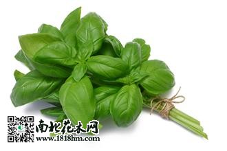 羅勒?qǐng)D片