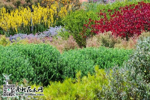 澳大利亞Cranbourne皇家植物園6