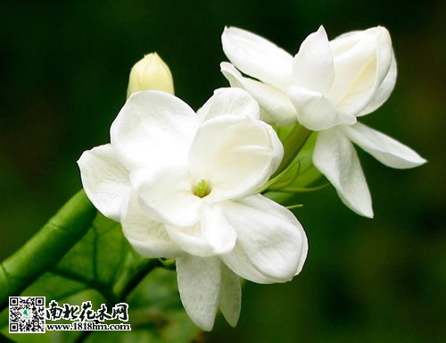 茉莉花花期管理養(yǎng)護