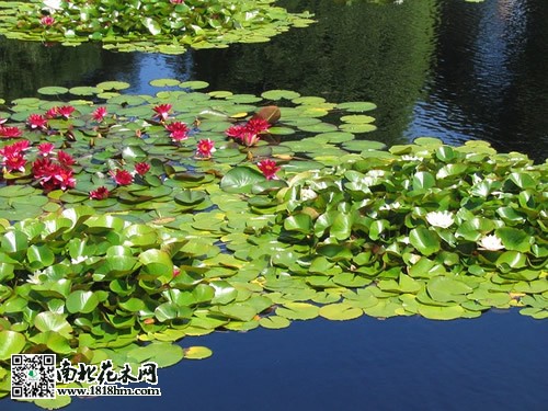 水景植物2