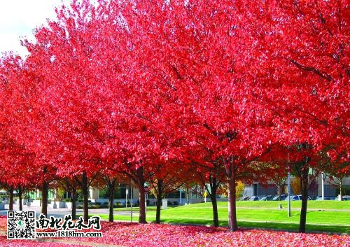 美國紅楓圖片