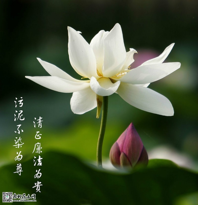 荷花情_(kāi)meitu_1