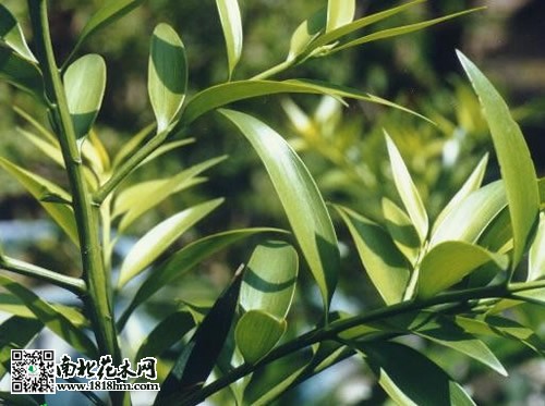 竹柏養(yǎng)護(hù)知識