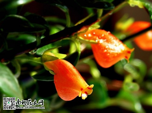 金魚(yú)吊蘭