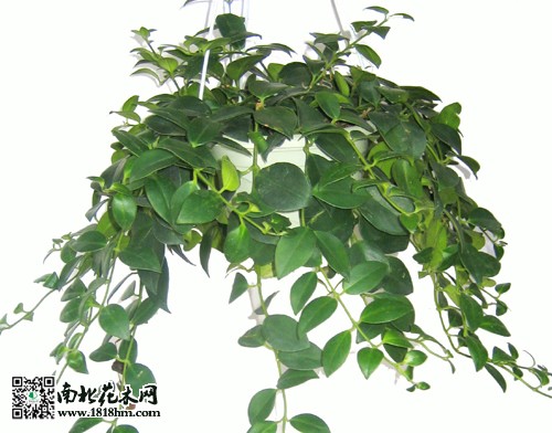 金魚(yú)吊蘭3