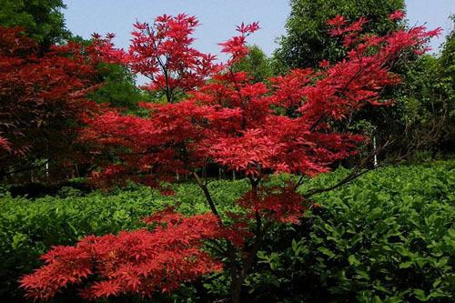 日本紅楓樹