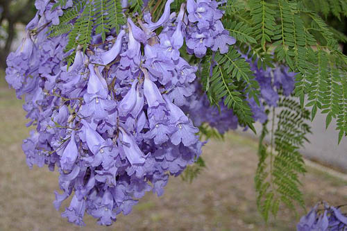 藍花楹