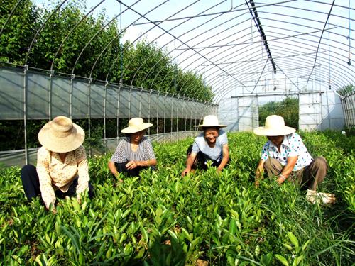 夏季苗圃管理