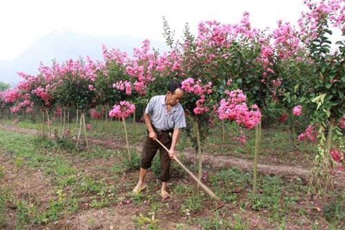 苗圃如何除雜草