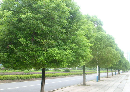 樟樹