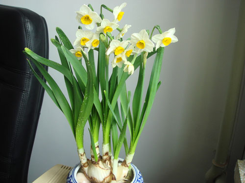 水仙花