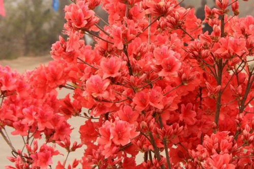 迎紅杜鵑圖片