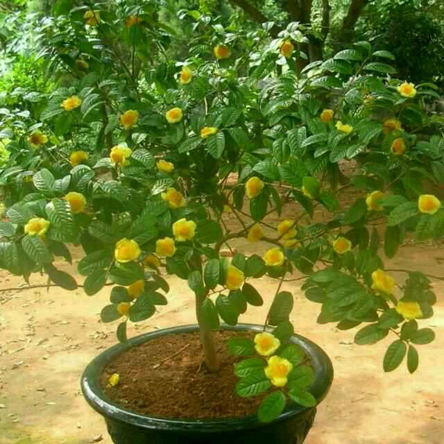 盆栽金花茶方法