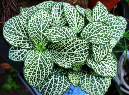網(wǎng)紋草