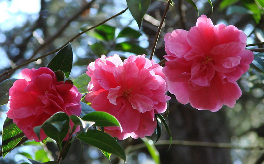 山茶花花語(yǔ)