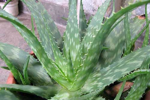 中國(guó)蘆薈