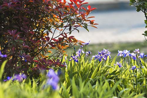 鳶尾花圖片