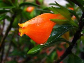 小葉金魚(yú)花