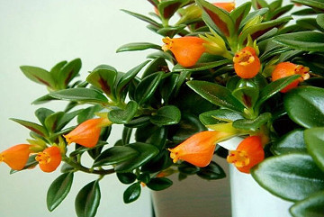 小葉金魚(yú)花圖片