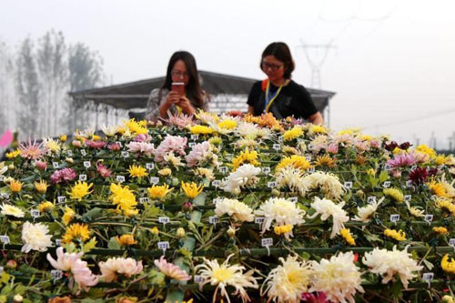 開封菊花文化節(jié)