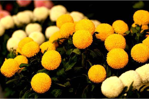 開封菊花文化節(jié)