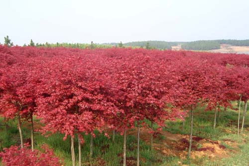 苗木報(bào)價(jià)