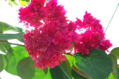 三角梅栽培繁殖技術(shù)要點(diǎn)